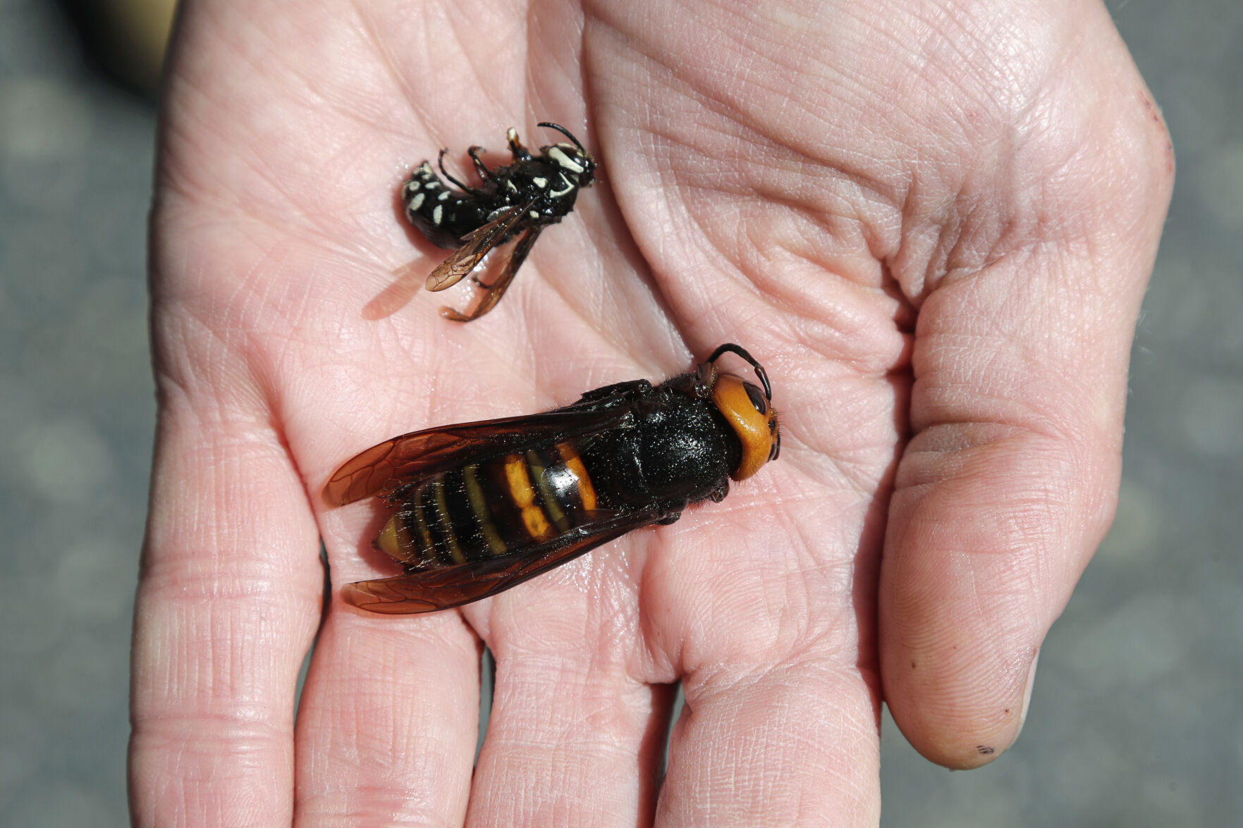 Hornets